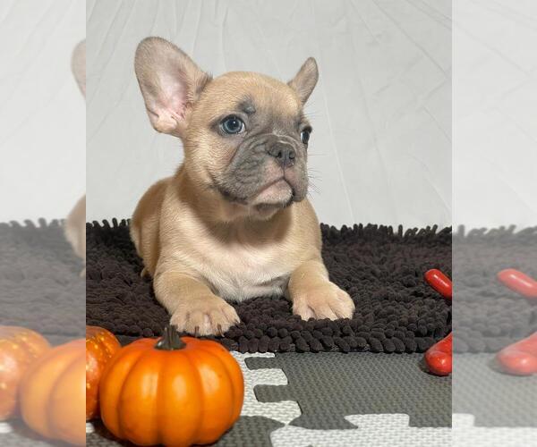 Medium Photo #10 French Bulldog Puppy For Sale in BRONX, NY, USA