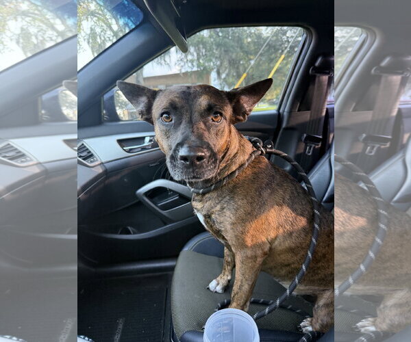 Medium Photo #1 Holland Shepherd-Unknown Mix Puppy For Sale in Sanford, FL, USA