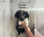 Puppy Sapphire Border-Aussie