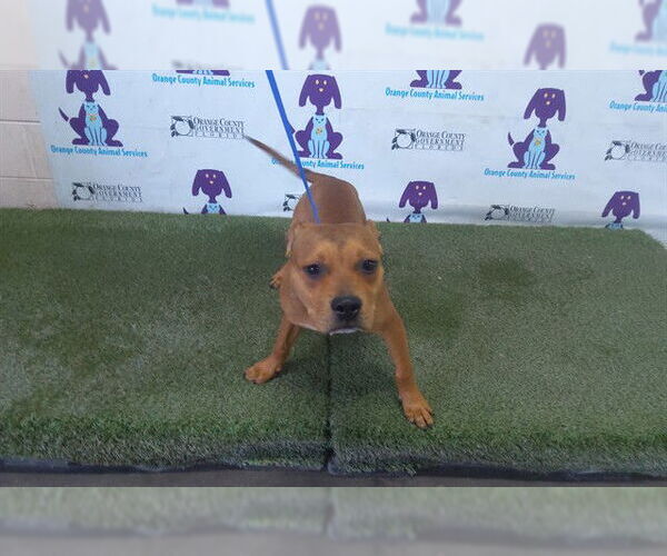 Medium Photo #1 Mutt Puppy For Sale in Orlando, FL, USA