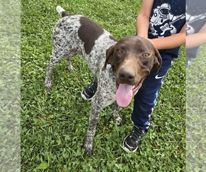Mother of the German Shorthaired Pointer puppies born on 05/15/2025