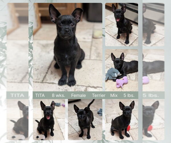 Medium Photo #1 Mutt Puppy For Sale in Mesa, AZ, USA