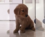 Puppy Pilot Golden Retriever