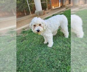 Poodle (Toy)-Unknown Mix Dogs for adoption in Plano, TX, USA