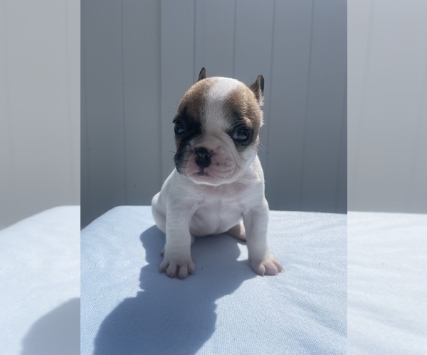 Medium Photo #2 French Bulldog Puppy For Sale in RIVERVIEW, FL, USA