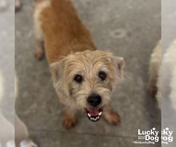 Medium Photo #7 Unknown-Wheaten Terrier Mix Puppy For Sale in Washington, DC, USA
