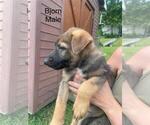 Small #16 German Shepherd Dog