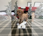 Small Photo #17 Golden Retriever Puppy For Sale in LAKELAND, FL, USA