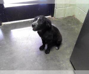 Pointer-Unknown Mix Dogs for adoption in Tulsa, OK, USA