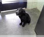 Small Pointer Mix