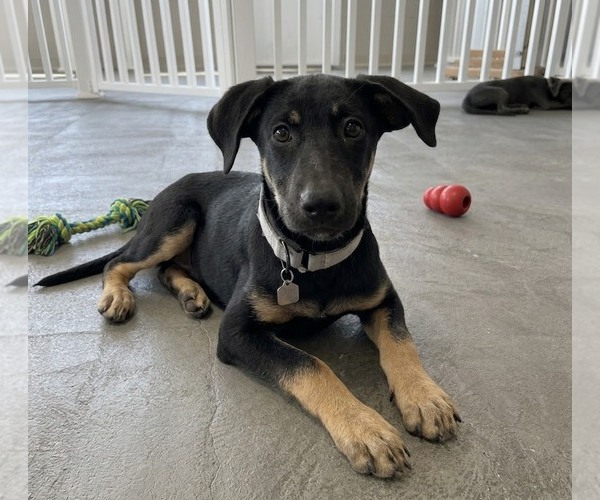 Medium Photo #3 Mutt Puppy For Sale in Genesee, WI, USA