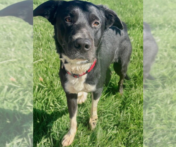 Medium Photo #2 Border Collie-Unknown Mix Puppy For Sale in Newport Beach, CA, USA