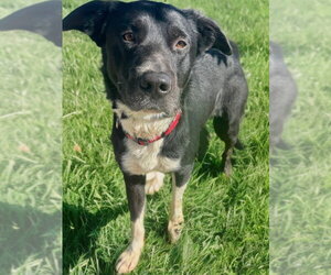 Taz Jr. *Courtesy Post* - Male Border Collie-Unknown Mix Dog for Adoption - Photo #2