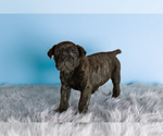 Small Photo #1 Cane Corso Puppy For Sale in BOURBON, IN, USA
