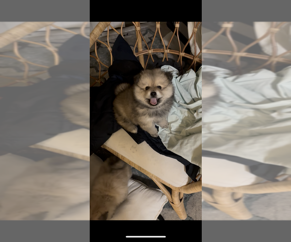 Medium Photo #3 Pomeranian Puppy For Sale in SAN FRANCISCO, CA, USA