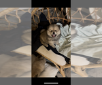 Small #2 Pomeranian