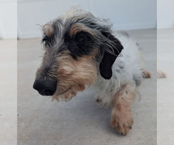 Medium Photo #4 Dachshund Puppy For Sale in Shelbyville, TN, USA