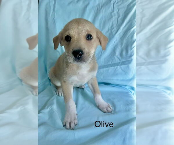 Medium Photo #2 Lab-Pointer Puppy For Sale in Brewster, NY, USA