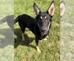 Small #1 German Shepherd Dog Mix