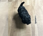 Small Photo #5 Poodle (Toy) Puppy For Sale in MADISON, FL, USA