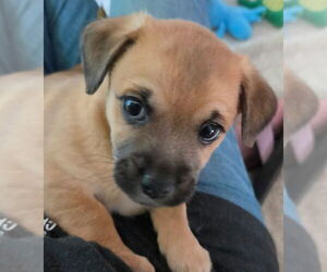 Chihuahua-Unknown Mix Dogs for adoption in St. Augustine, FL, USA