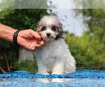 Small #5 Poodle (Toy)