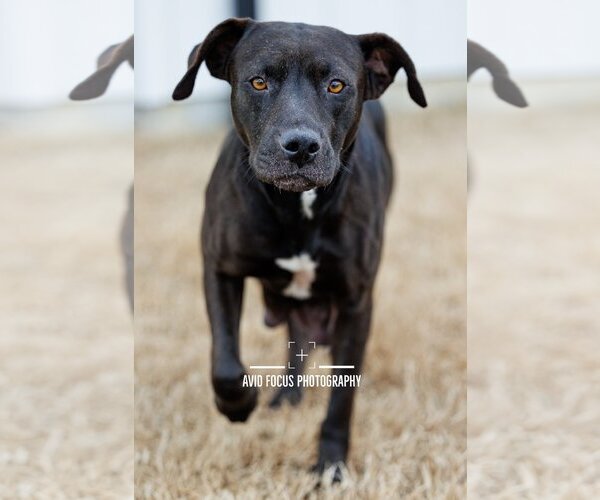 Medium Photo #4 American Pit Bull Terrier-Retriever  Mix Puppy For Sale in McKinney, TX, USA