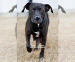Small Photo #4 American Pit Bull Terrier-Retriever  Mix Puppy For Sale in McKinney, TX, USA