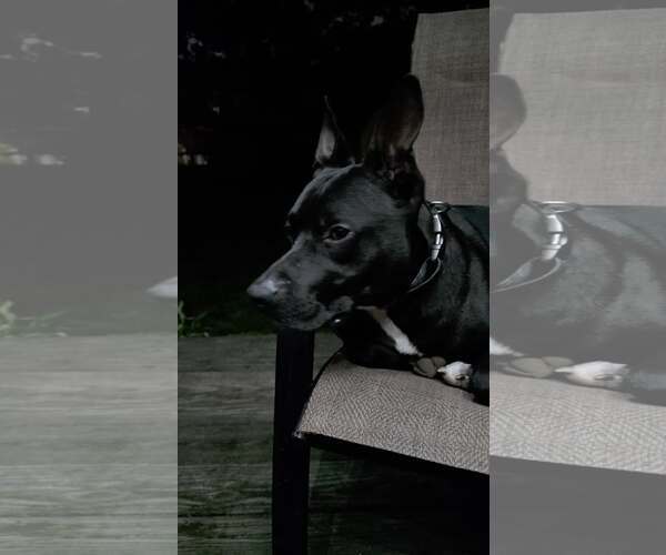 Medium Photo #5 Mutt Puppy For Sale in Woodbury, NY, USA