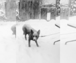 Small #5 German Shepherd Dog