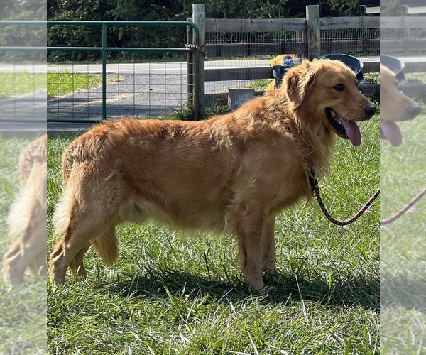 Medium Photo #1 Golden Retriever Puppy For Sale in NEOLA, WV, USA