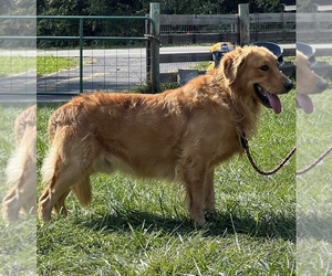 Father of the Golden Retriever puppies born on 08/19/2026