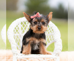 Small #1 Yorkshire Terrier