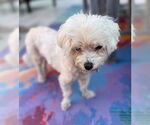 Small #1 Poodle (Miniature)
