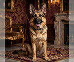 Small German Shepherd Dog