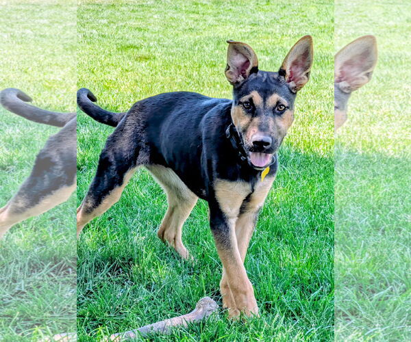 Medium Photo #5 German Shepherd Dog-Unknown Mix Puppy For Sale in Sandy, UT, USA