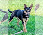 Small #4 German Shepherd Dog Mix