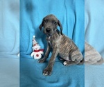 Puppy Yin Great Dane