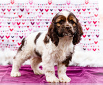 Puppy Bridget Cocker Spaniel