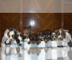 Aussiedoodle Miniature  Litter for sale in NEWBERRY, IN, USA
