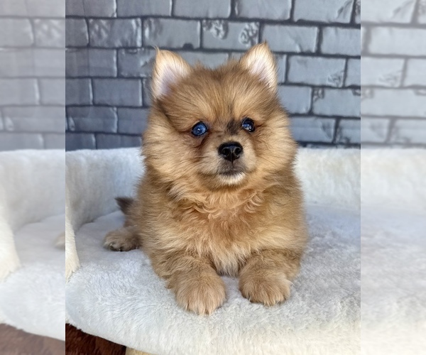 Medium Photo #2 Pomeranian Puppy For Sale in OCALA, FL, USA