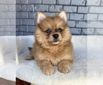 Small #1 Pomeranian
