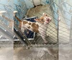 Small Photo #1 American Pit Bull Terrier-Bull Terrier Mix Puppy For Sale in Evansville, IN, USA