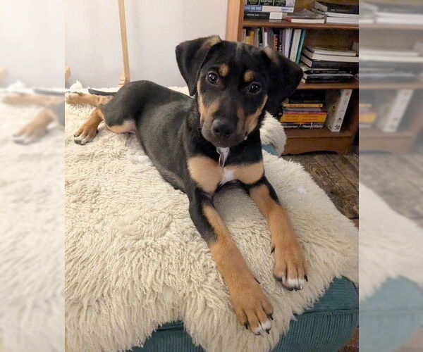 Medium Photo #1 Mutt Puppy For Sale in Genesee, WI, USA