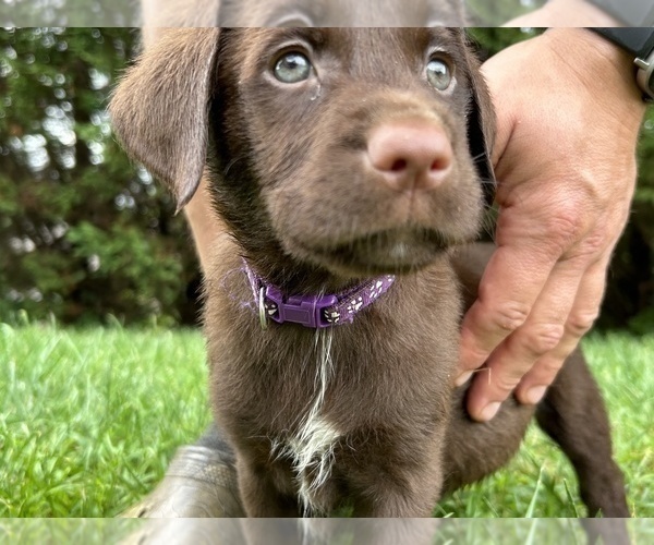 Medium Photo #2 Labrador Retriever Puppy For Sale in MARYVILLE, TN, USA