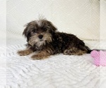 Small #1 Shorkie Tzu