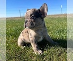 Puppy 2 French Bulldog