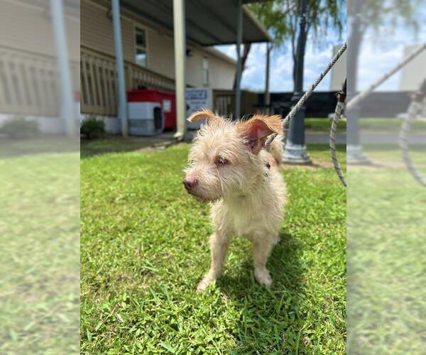 Medium Photo #1 Fox Terrier (Toy) Puppy For Sale in Sugar Land, TX, USA