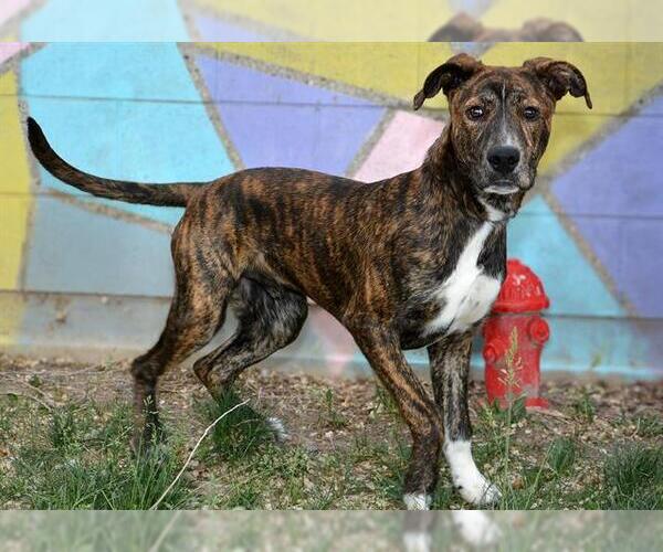 Medium Photo #2 Mutt Puppy For Sale in West Valley, UT, USA
