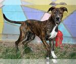 Small #1 Mutt